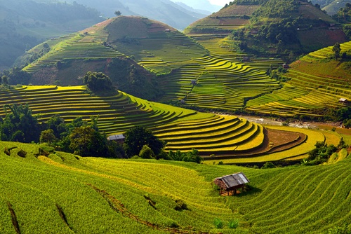 ruộng bậc thang Mù Cang Chải